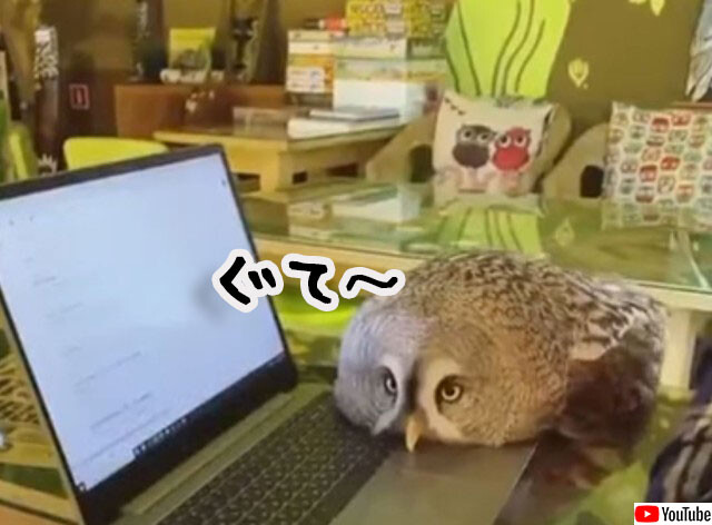 猫みたいなフクロウの甘えん坊っぷりがかわいい