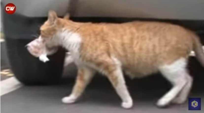 その場で餌を食べようとせず ビニール袋に入れたエサだけを持ち帰る野良猫 そこには我が子を思う母猫の愛が カラパイア その場で餌を食べようとせず ビニール袋に入れたエサだけを持ち帰る野良猫 そこには我が子を思う母猫の愛が カラパイア