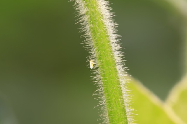 植物のDNAを体内に取り入れ毒耐性を付ける昆虫の存在が明らかに