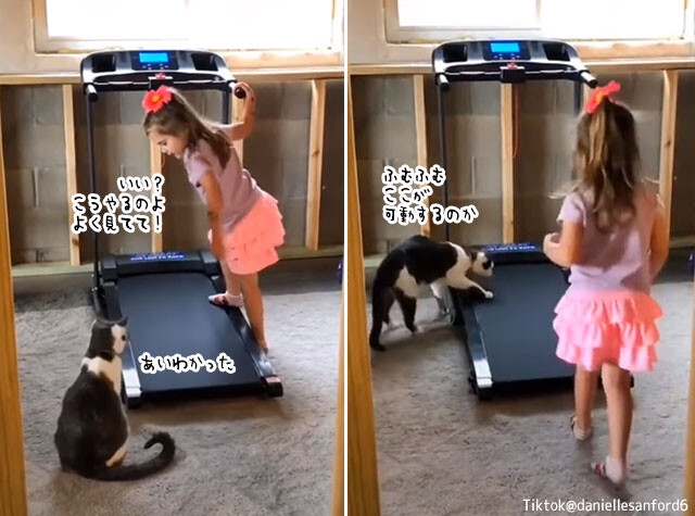 こんな動画だけ見ていたい。少女が猫にルームランナーの使い方を教えて一緒に遊ぶ