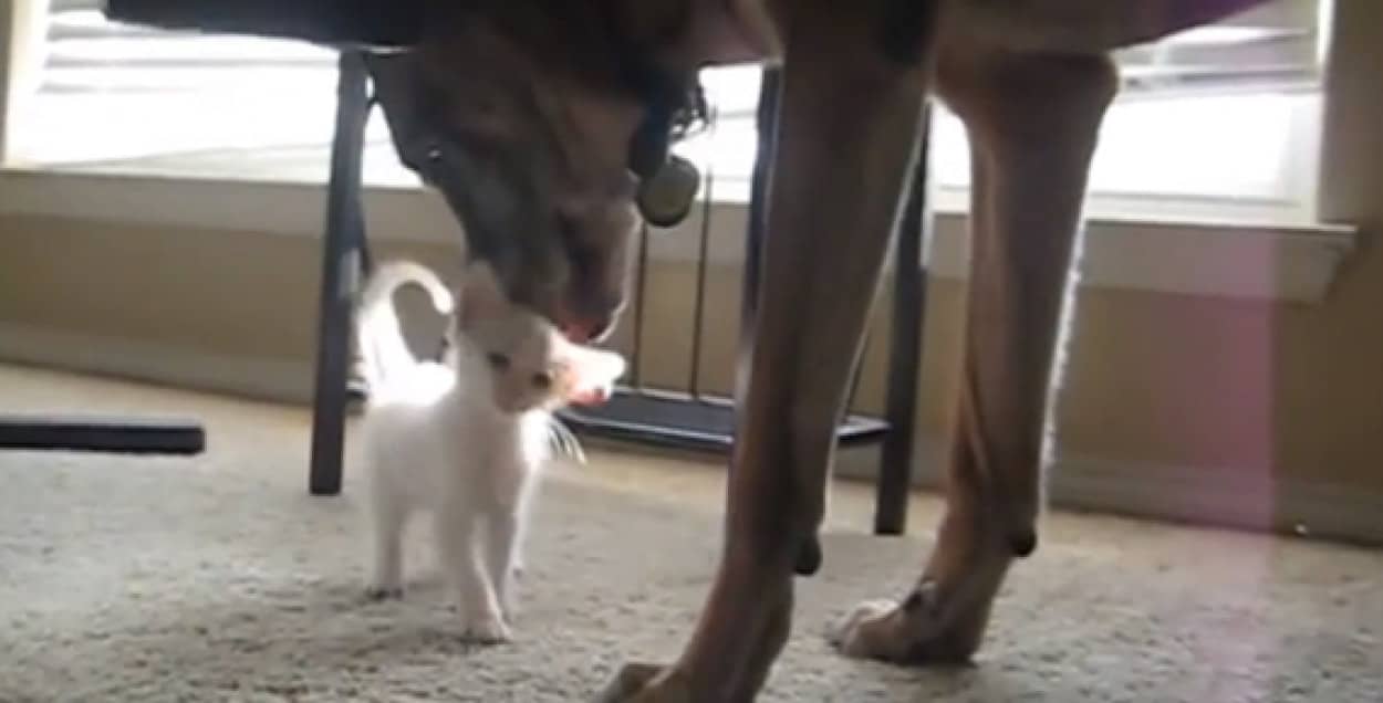 退役軍犬 はじめての子猫にもうメロメロ カラパイア