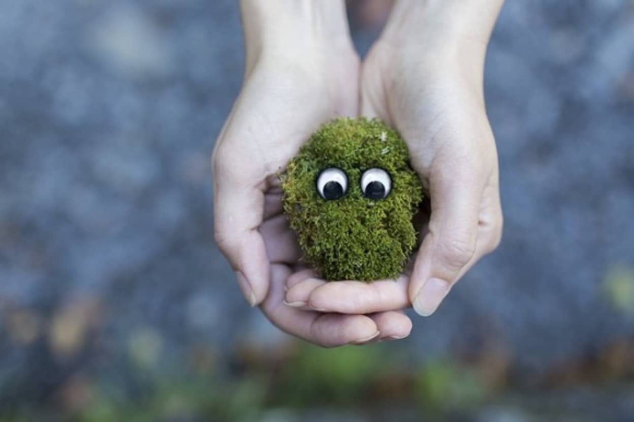 moss-594461_640_e