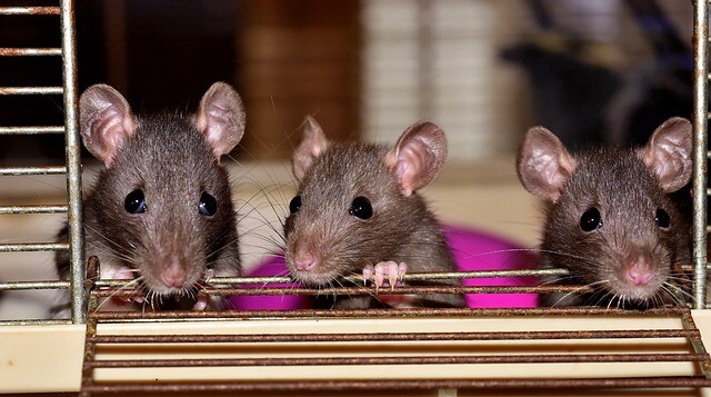 脳の神経細胞を光で刺激し同期させたところ、マウス同士に友情が芽生える