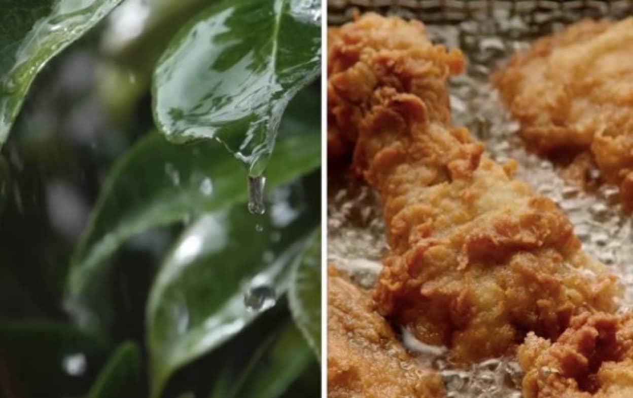 kfc1