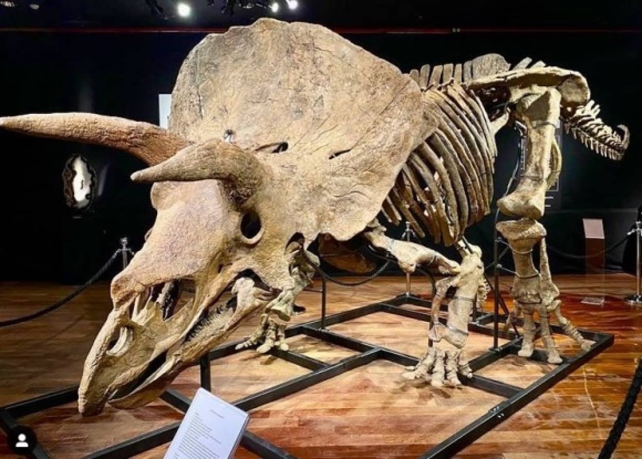 トリケラトプスの骨格標本が8億8千万円で落札