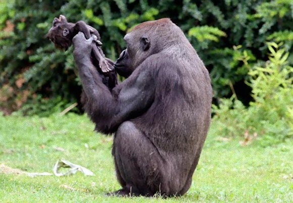 動物だってすごく悲しい 仲間の死を悼み 行動で表す動物たち