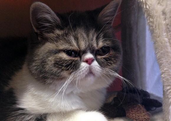 cat3