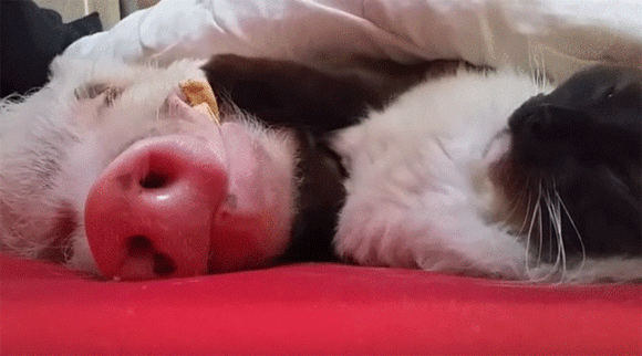 安眠効果絶大 猫がミニブタをナデナデして寝かしつけている映像 カラパイア 安眠効果絶大 猫がミニブタをナデナデして寝かしつけている映像 カラパイア