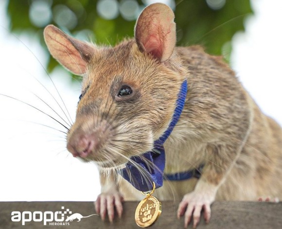 人間のためにありがとう！カンボジアで地雷撤去に貢献した英雄ネズミが永眠