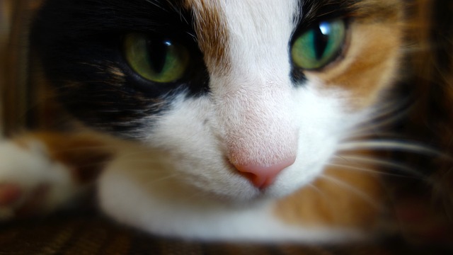 糖尿病の飼い主の異変をいち早く察知し、同居人に知らせて命を救った猫