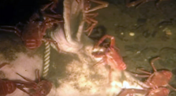 海の中で死体はどのように分解されていくのか カナダ研究 カラパイア