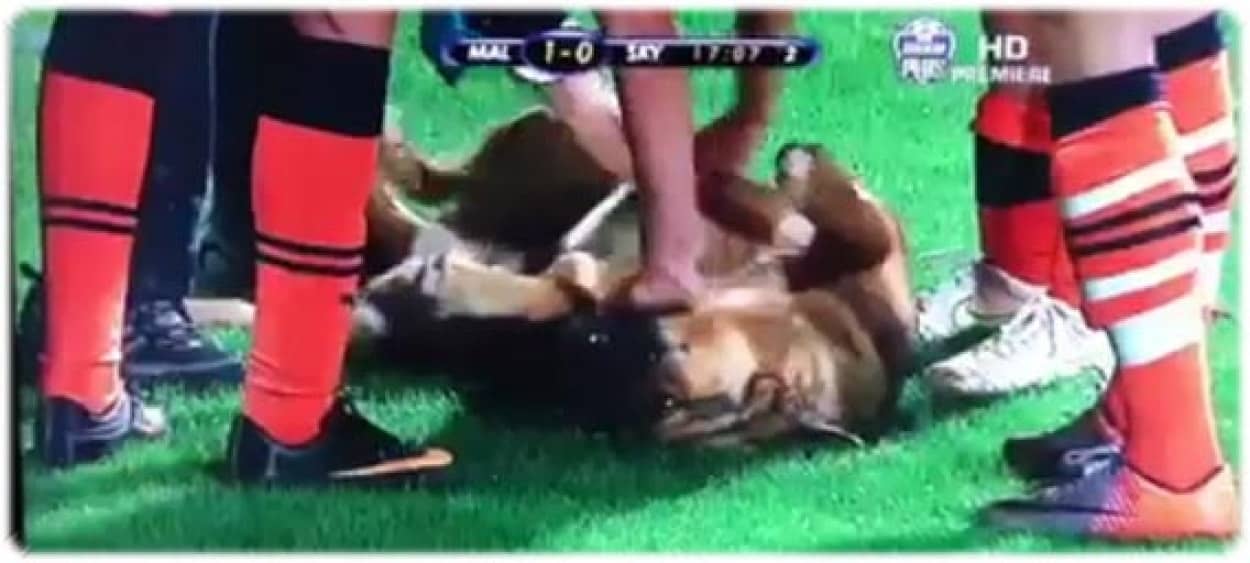 俺をモフるのは女子だけでいい 女子サッカーの試合中に乱入した犬 選手にモフられた後ご満悦で退場 トルコ カラパイア