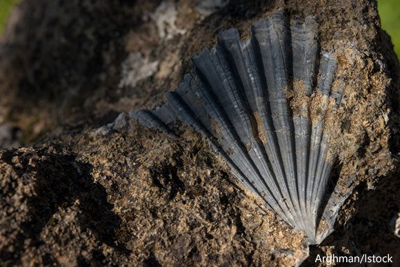 7000万年前、1日は30分短かった。後期白亜紀の貝の化石により判明（ベルギー研究）