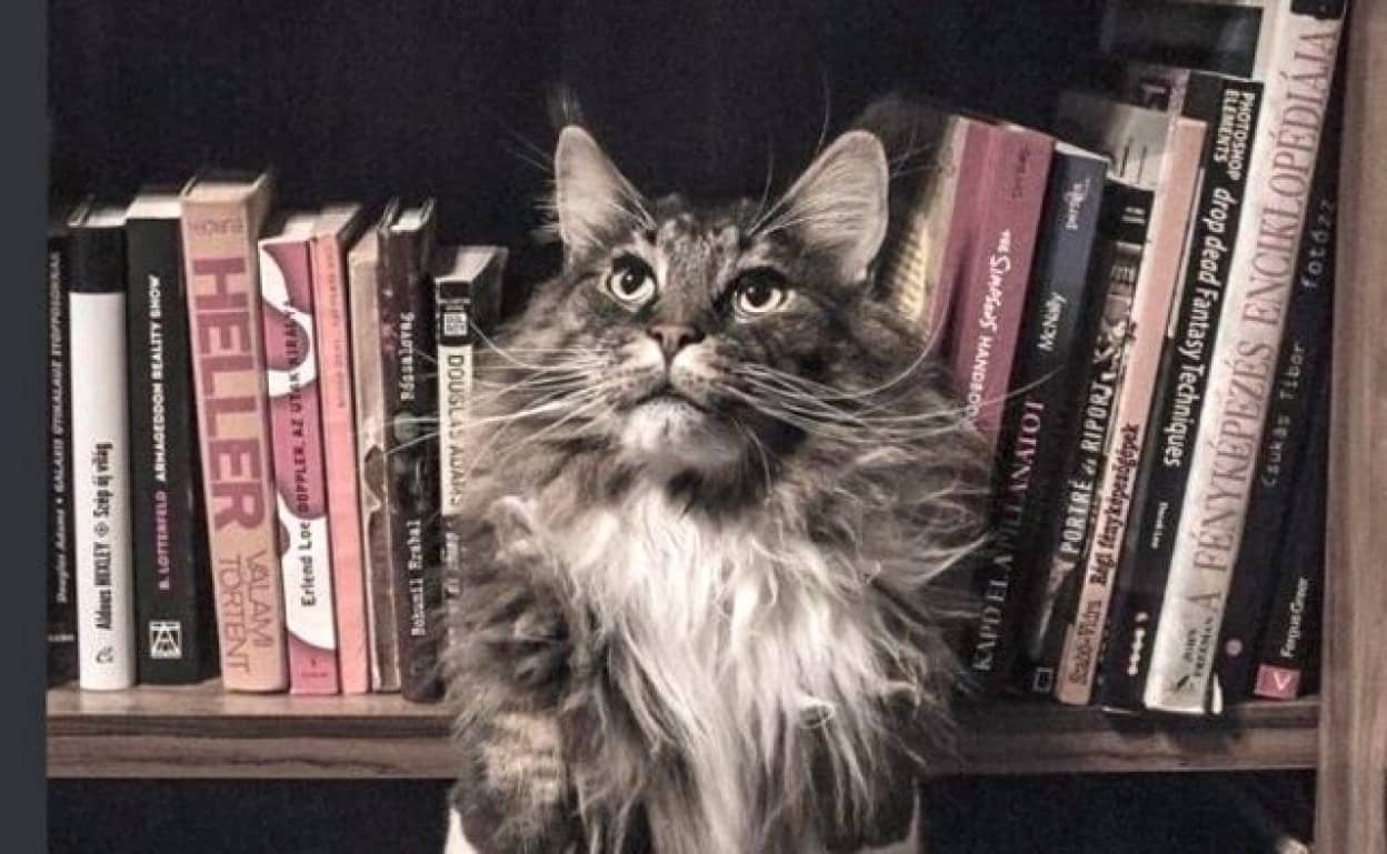 catsnbooks_640