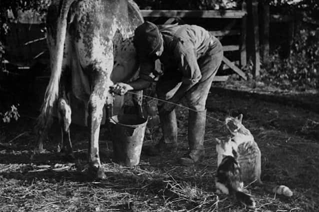 搾りたての牛乳をダイレクトキャッチ 100年前は牛から直接猫にミルクを与えていたた カラパイア 搾りたての牛乳をダイレクトキャッチ 100年前は牛から直接猫にミルクを与えていたた カラパイア