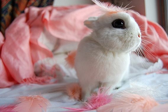 反則級のかわいさ ウサギとハネ カラパイア 反則級のかわいさ ウサギとハネ カラパイア