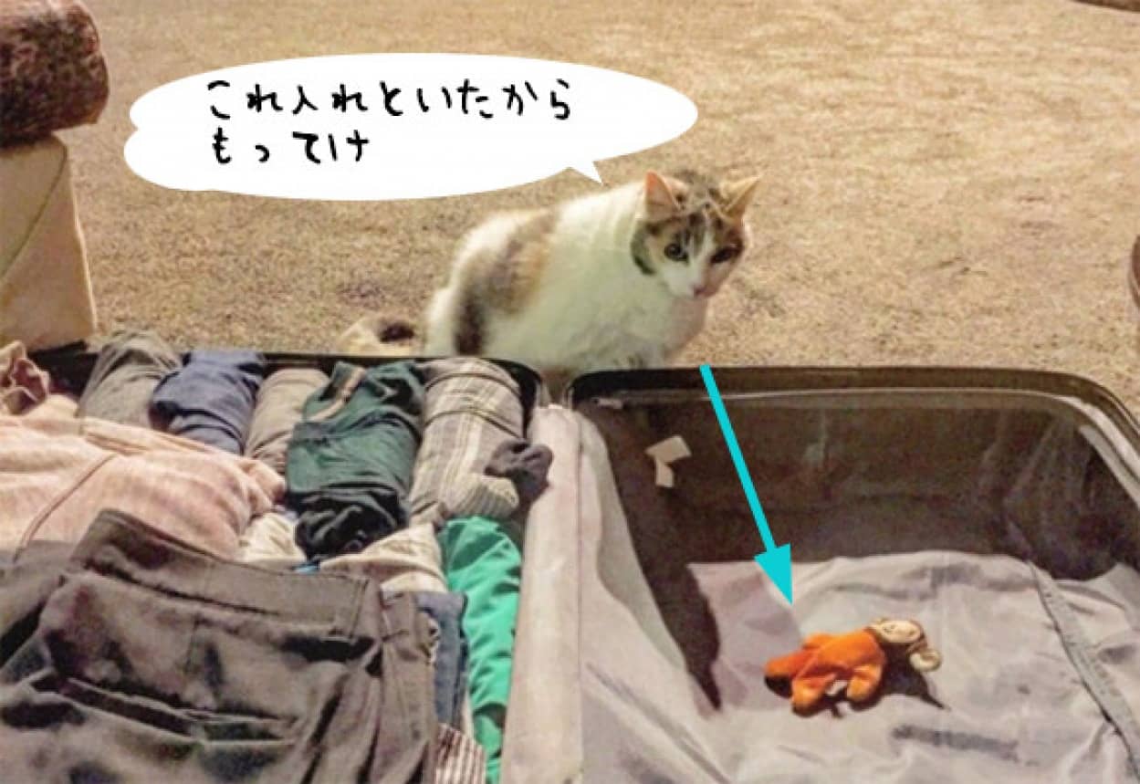 これもってけ 旅行のパッキングをしていると 必ずスーツケースにお気に入りのぬいぐるみをいれてくる猫 カラパイア