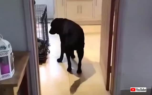 ドアを通るときは必ず後ろ向きで歩く犬 カラパイア