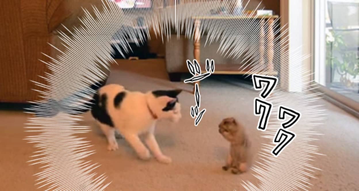 気になる でも怖い にゃんこ先輩にかまってほしいプレーリードックのちょんちょん攻撃 カラパイア