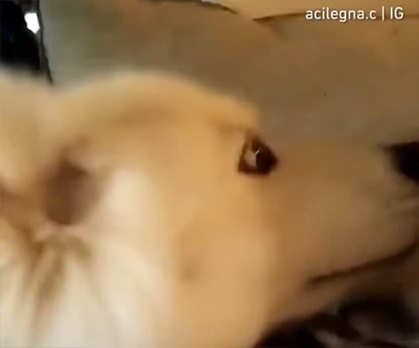 解せぬ 飼い主に別の犬の匂いがついていたときの犬の反応がドラマチック カラパイア 解せぬ 飼い主に別の犬の匂いがついていたときの犬の反応がドラマチック カラパイア