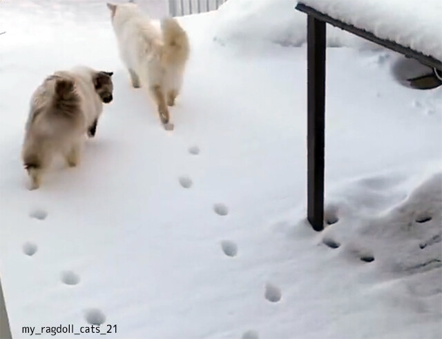 猫は3匹なのに雪の足跡は2匹分、これいかに？