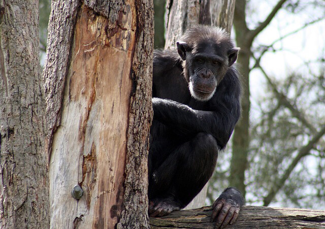 動物園の年老いたチンパンジーに特別な愛情を注ぐ女性、園側から接見禁止令が出される