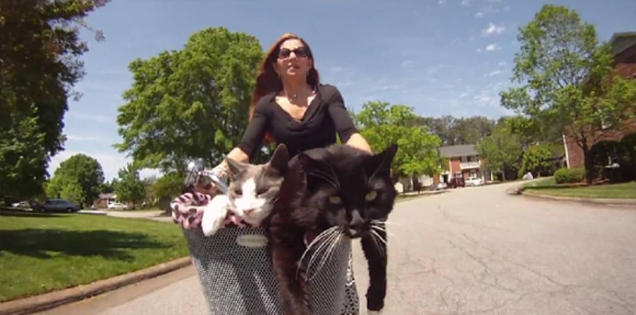 自転車こいで 落ちた 猫 chiro