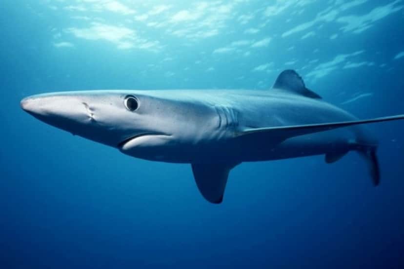 blueshark_e