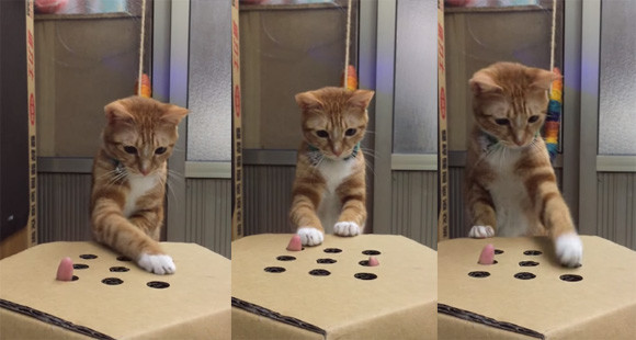 猫と遊ぶニャ、指・穴・箱さえあればよいったらヨヨヨイヨイ