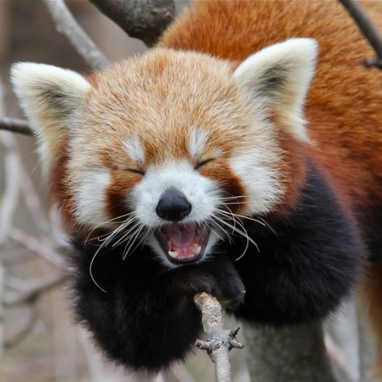 そうだ 今日はレッサーパンダのかわいさを堪能する日にしよう カラパイア そうだ 今日はレッサーパンダのかわいさを堪能する日にしよう カラパイア
