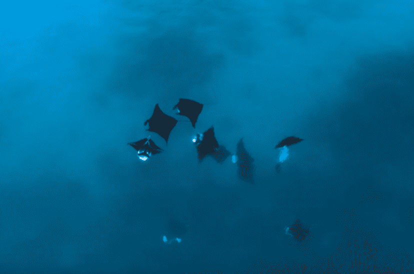 manta3