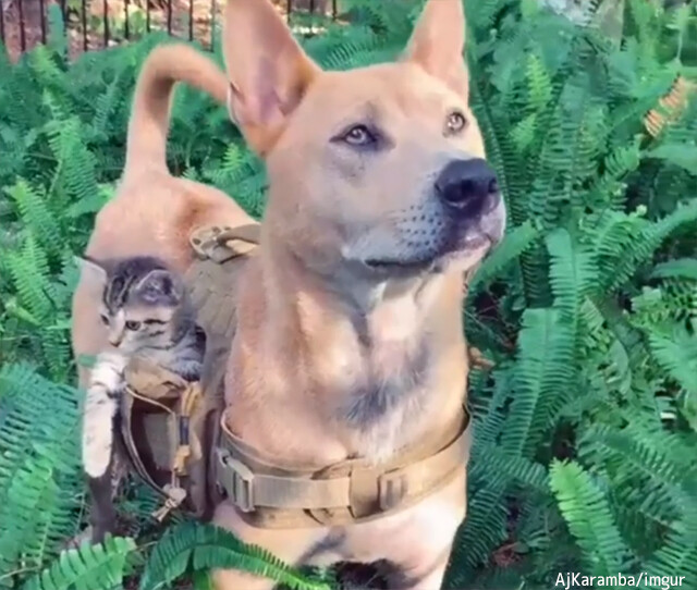 どこでも連れてってやるぜ。子猫をポケットに収納し準備万端の犬