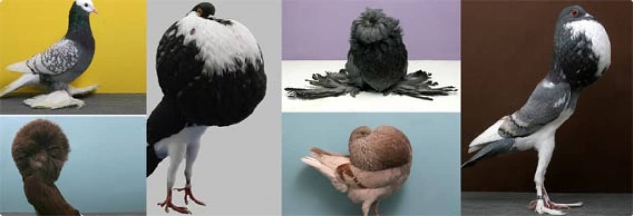これが鳩 鳩をより美しく演出した国際鳩大会で入賞した鳩の覇者たちの画像 カラパイア