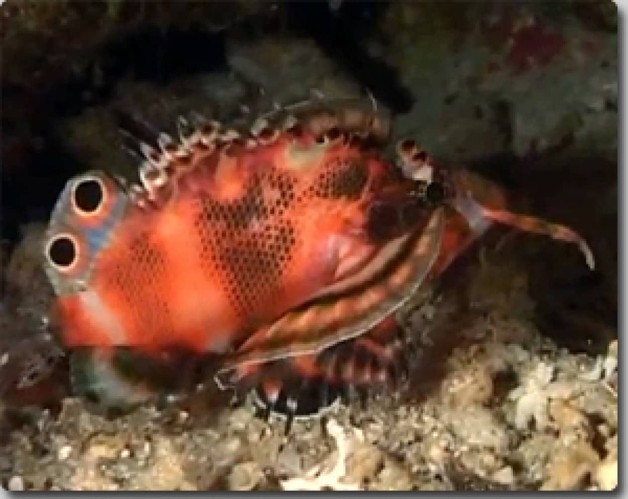 珍しい海洋生物がいっぱい ブナケン島の海に暮らす魚たち カラパイア 珍しい海洋生物がいっぱい ブナケン島の海に暮らす魚たち カラパイア