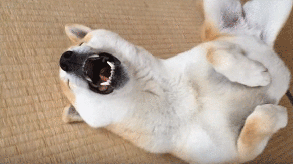 新ジャンル シバ寝 が開拓できそうなほど かわいい寝相の柴犬 カラパイア 新ジャンル シバ寝 が開拓できそうなほど かわいい寝相の柴犬 カラパイア