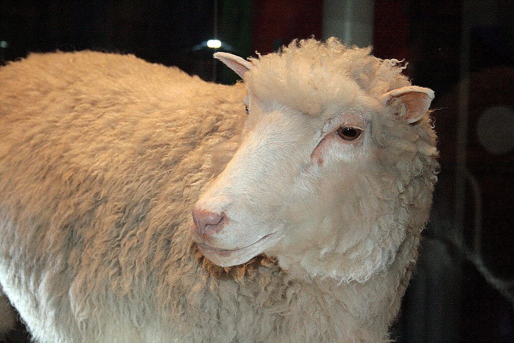 世界初の哺乳類クローン羊、ドリー生誕20周年を迎える。同じ細胞系統から作成されたクローン姉妹4匹は安楽死へ