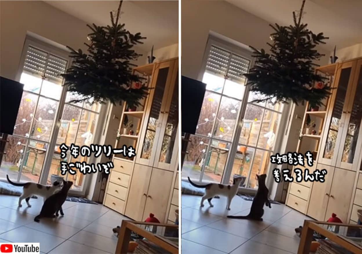 天井からクリスマスツリー、でも猫の勝利