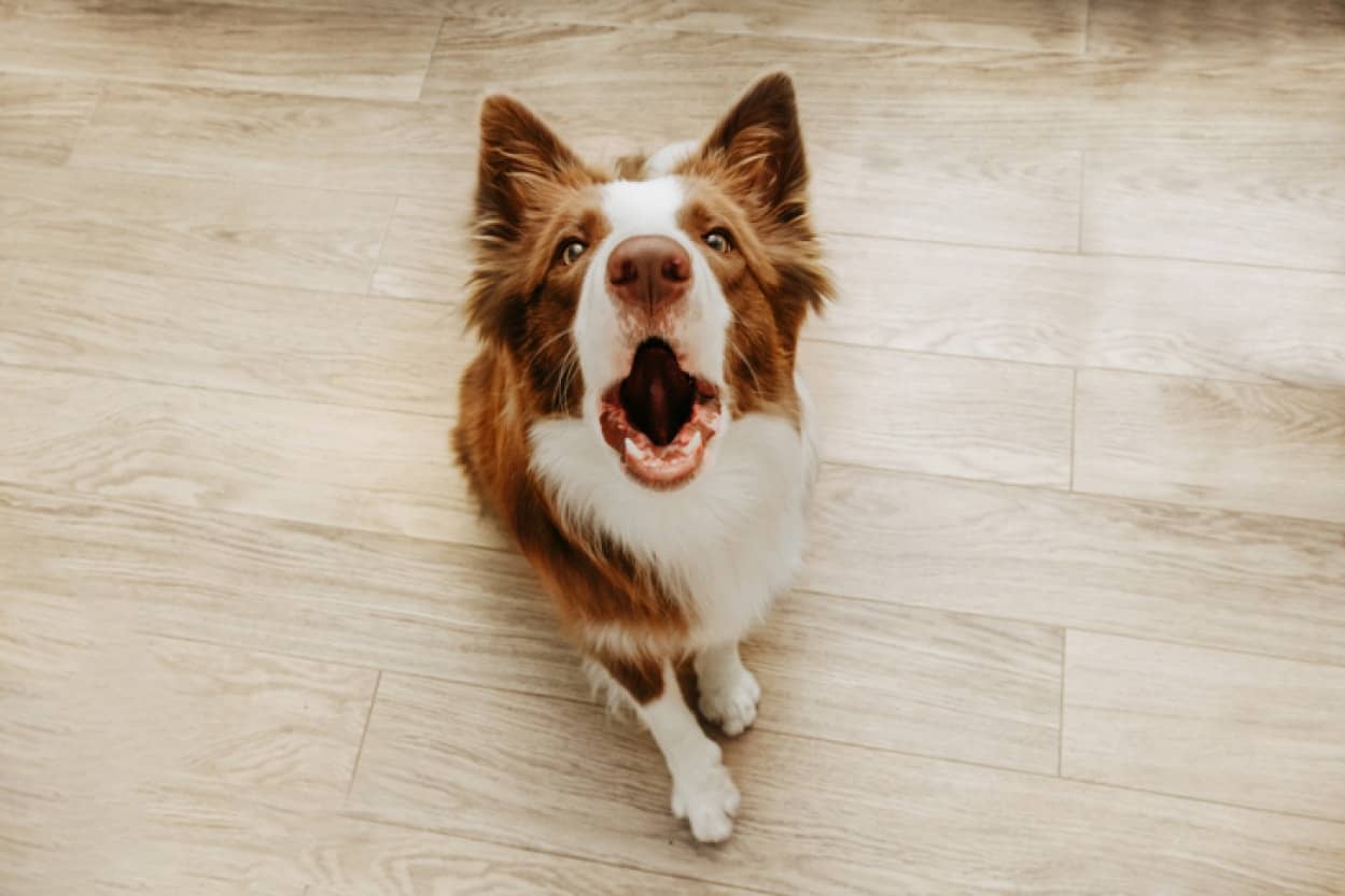 遊びたいの？怒ってるの？犬の吠えている鳴き声をAIで解読する試み