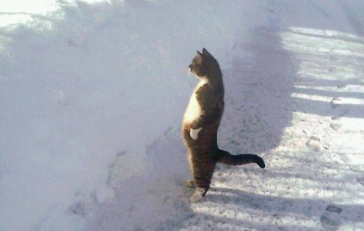 やはり猫の中には宇宙人が という説を裏付ける証拠写真を集めてみた カラパイア やはり猫の中には宇宙人が という説を裏付ける証拠写真を集めてみた カラパイア