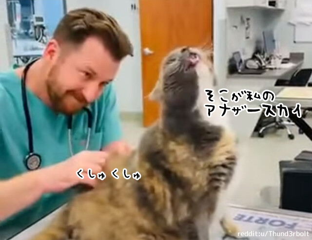 獣医さんが猫の急所をピンポイントでくすぐったところ、盛大なリアクションを見せる（要音声）