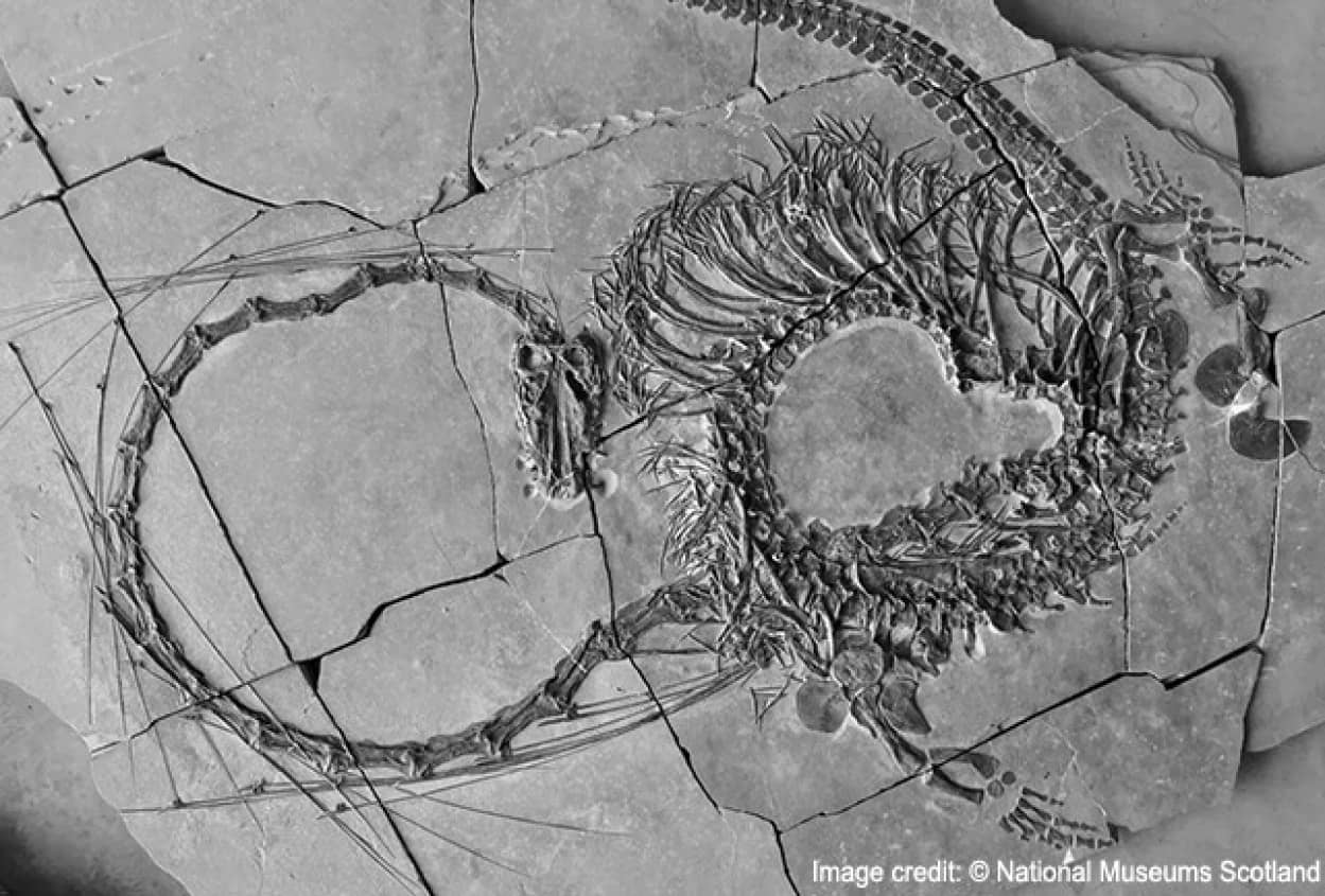 中国の竜と呼ばれる2億4000万年前の全身化石が公開