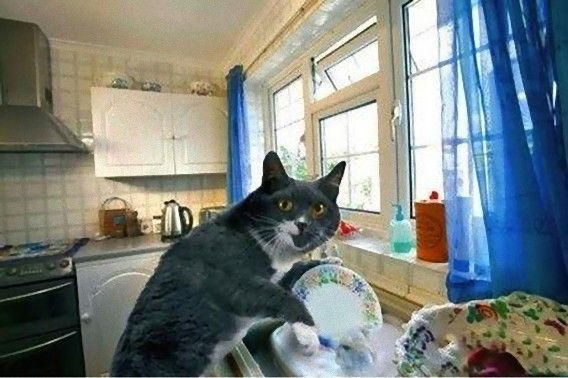 housework-kitty1_e