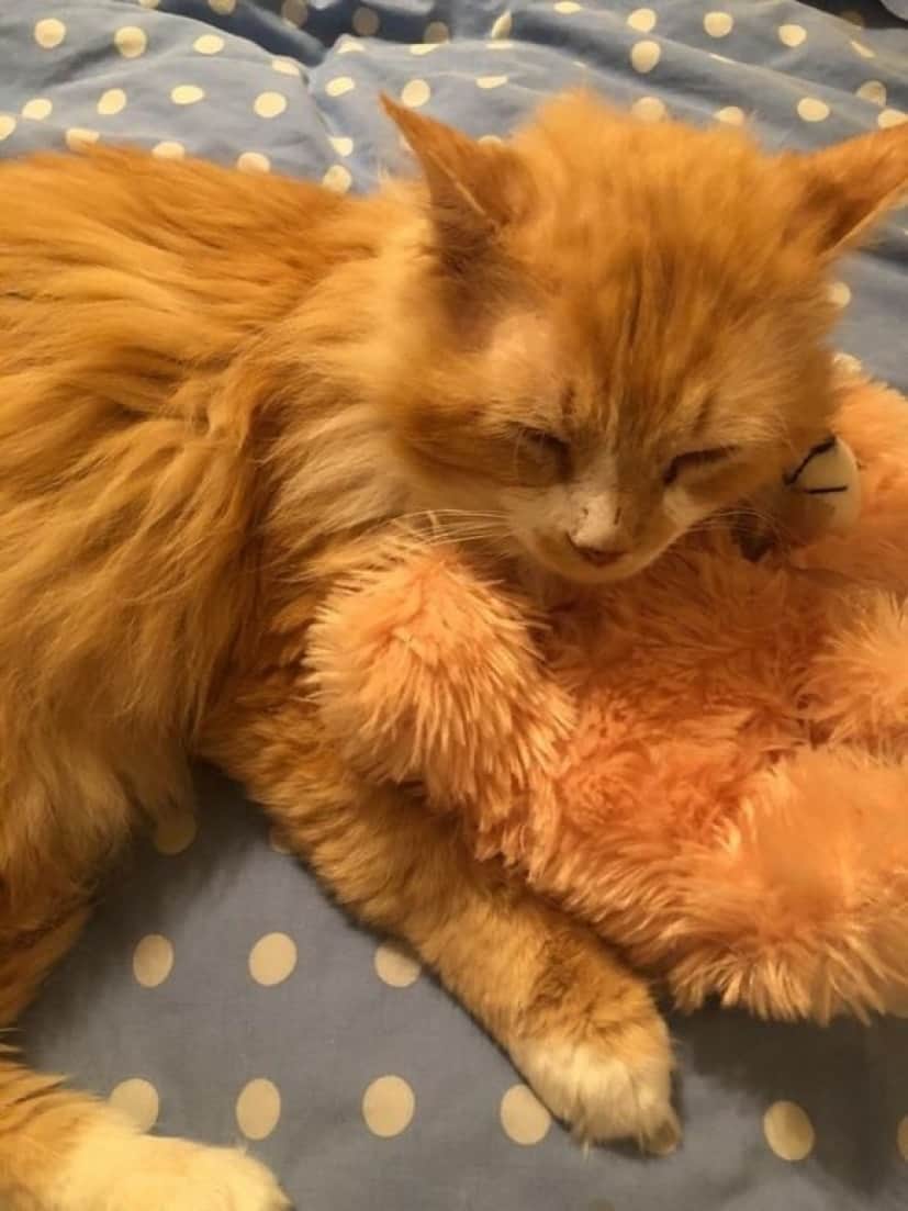 cat2
