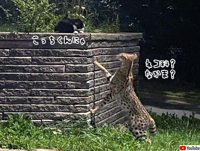 カナダにアフリカ産のサーバルキャットが突如出没、猫を見つけ仲間になりたそうに近づいていく