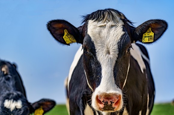 世界初、水上のデジタル酪農施設で牛の飼育が開始される、気候変動に左右されない環境（オランダ）
