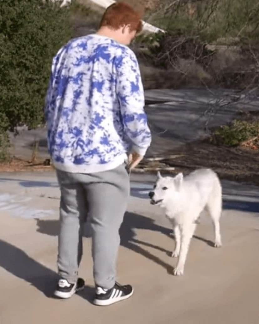 dog-3