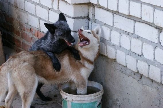 pets_08