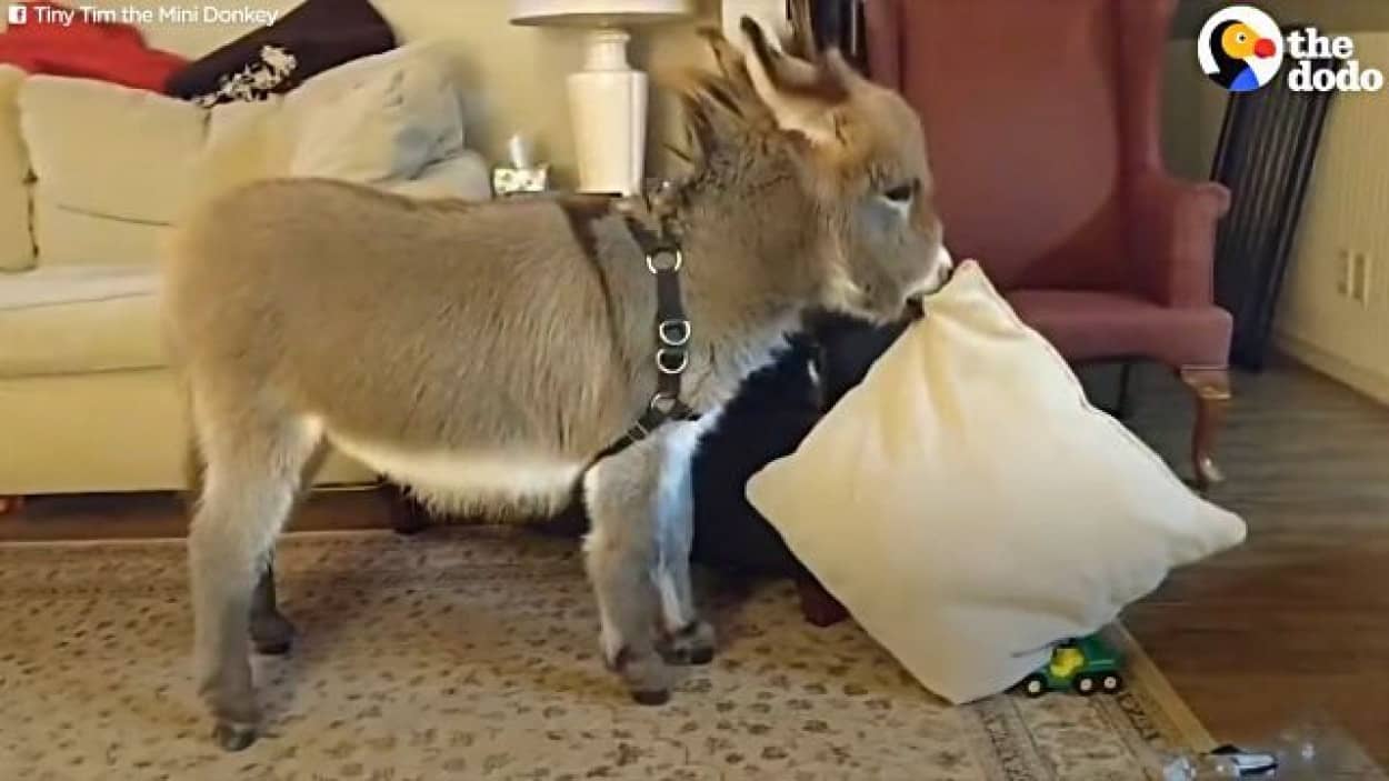 tinytimdonkey1