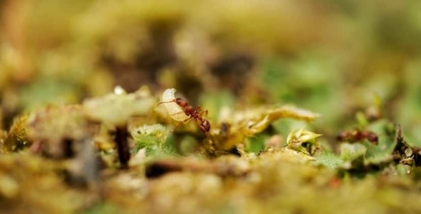 nature-3146068_640_e