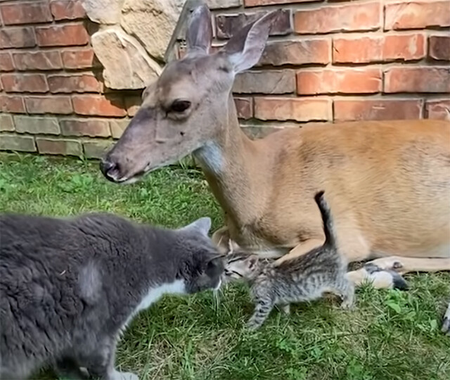 きょうだいを失った猫の為に迎え入れた子猫、犬や鹿の懐に入り込み一家に癒しをもたらした